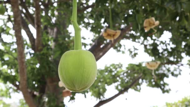 Afrikaanse Baobab Fruit Monkey Brood — Stockvideo