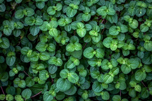 Bush Zeď Zahradě Zelený Břečťan — Stock fotografie