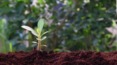  Yeşil doğada sulama el ile toprak üzerinde büyüyen bitki
