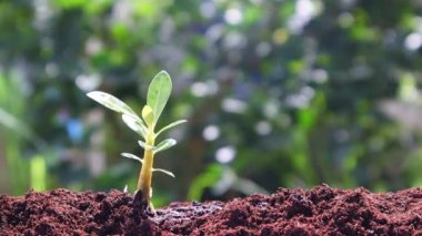  Yeşil doğada sulama el ile toprak üzerinde büyüyen bitki