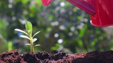  Yeşil doğada sulama el ile toprak üzerinde büyüyen bitki
