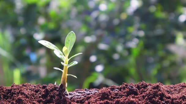 Planta Que Crece Suelo Con Riego Manual Naturaleza Verde — Vídeo de stock