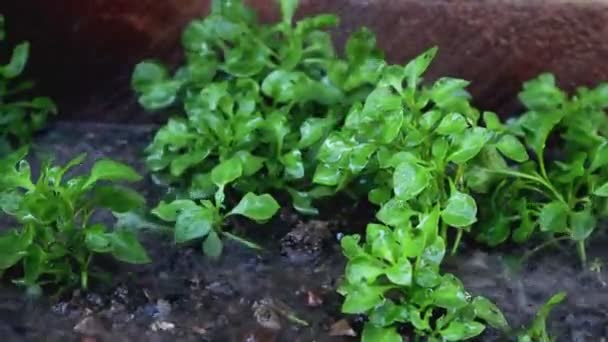 Plant Growing Soil Hand Watering Green Nature — Stock Video