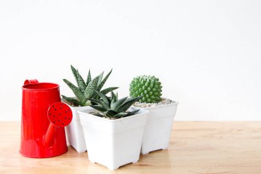 succulents ya da kaktüs raf ve sahte çerçevelemek fotoğraf kadar beyaz arka plan üzerinde beton tencere