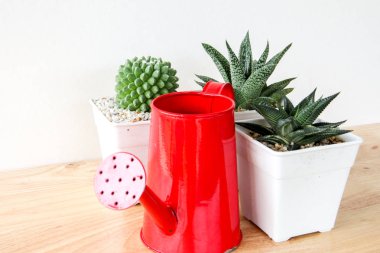 succulents ya da kaktüs raf ve sahte çerçevelemek fotoğraf kadar beyaz arka plan üzerinde beton tencere