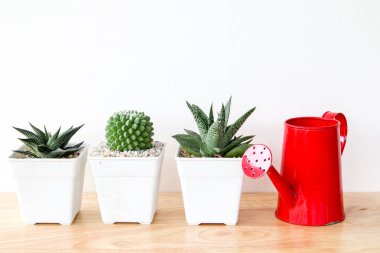succulents ya da kaktüs raf ve sahte çerçevelemek fotoğraf kadar beyaz arka plan üzerinde beton tencere