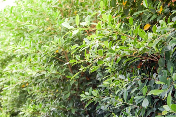 Parede Arbusto Hera Verde Jardim — Fotografia de Stock
