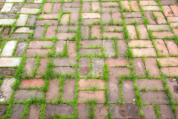 Текстура Дорожки Камня Зеленой Траве — стоковое фото