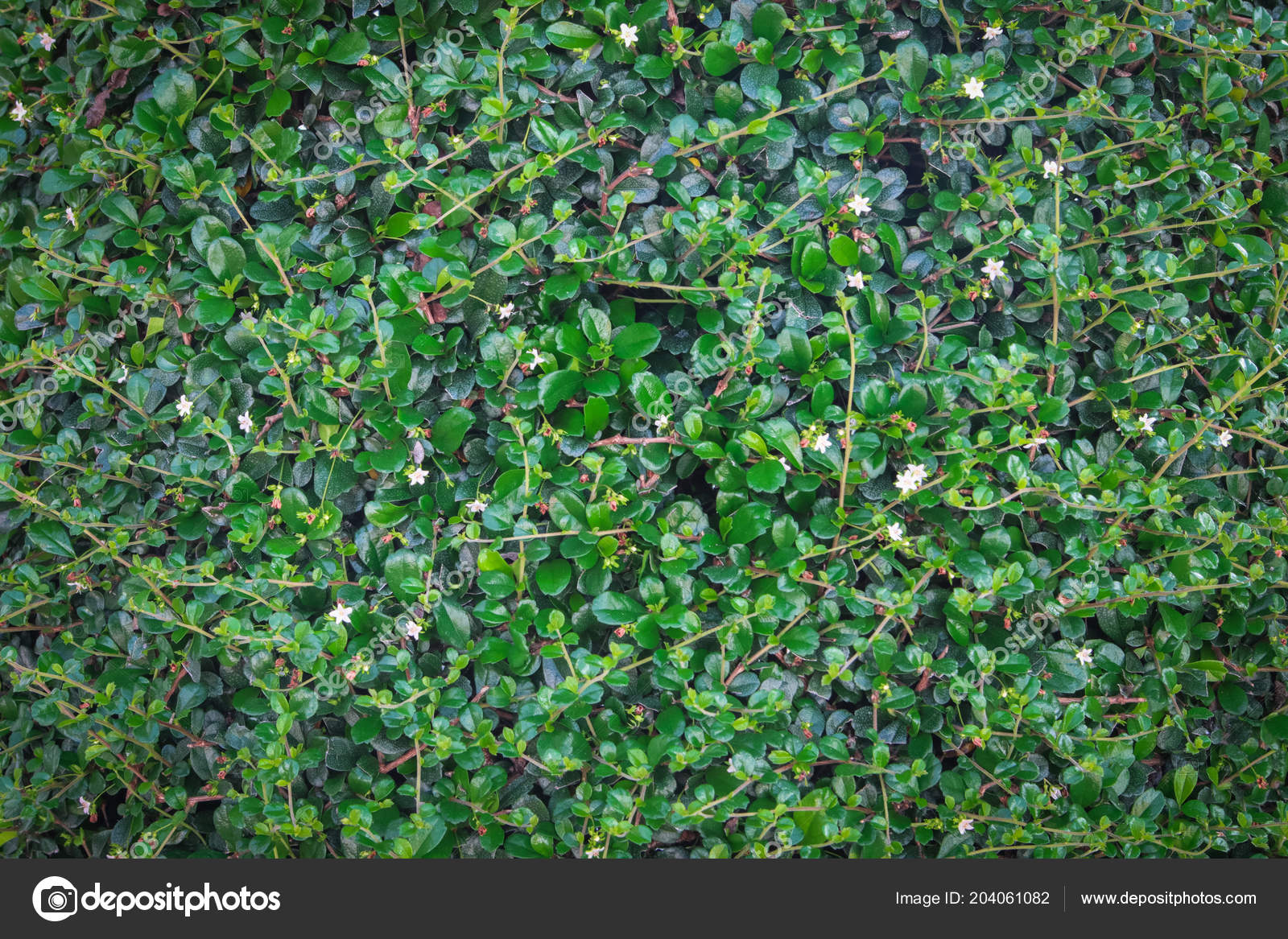 Green Ivy Bush Wall Garden \u2014 Stock Photo © nattapol 204061082