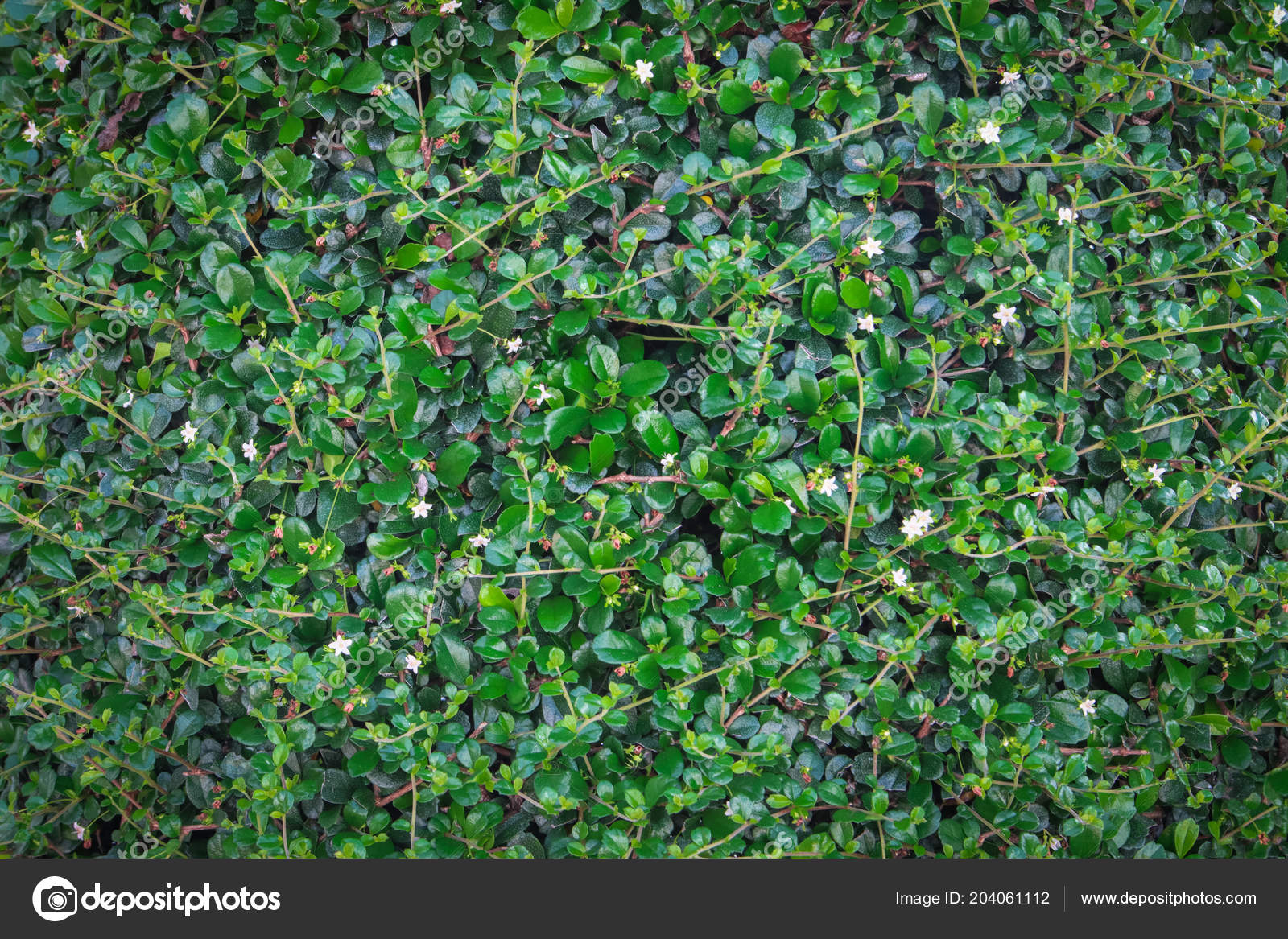Green Ivy Bush Wall Garden Stock Photo C Nattapol Green Ivy Bush Wall Garden Stock Photo C Nattapol