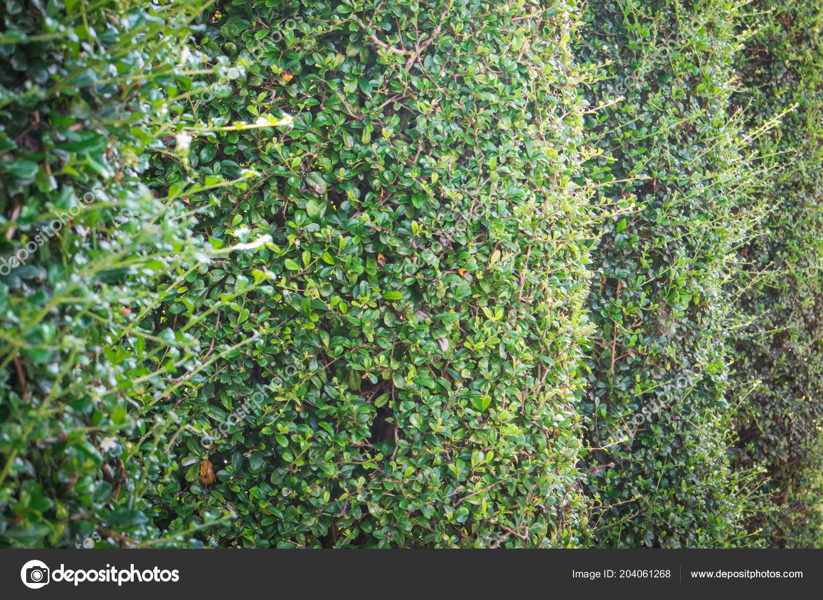 Green Ivy Bush Wall Garden Stock Photo C Nattapol Green Ivy Bush Wall Garden Stock Photo C Nattapol