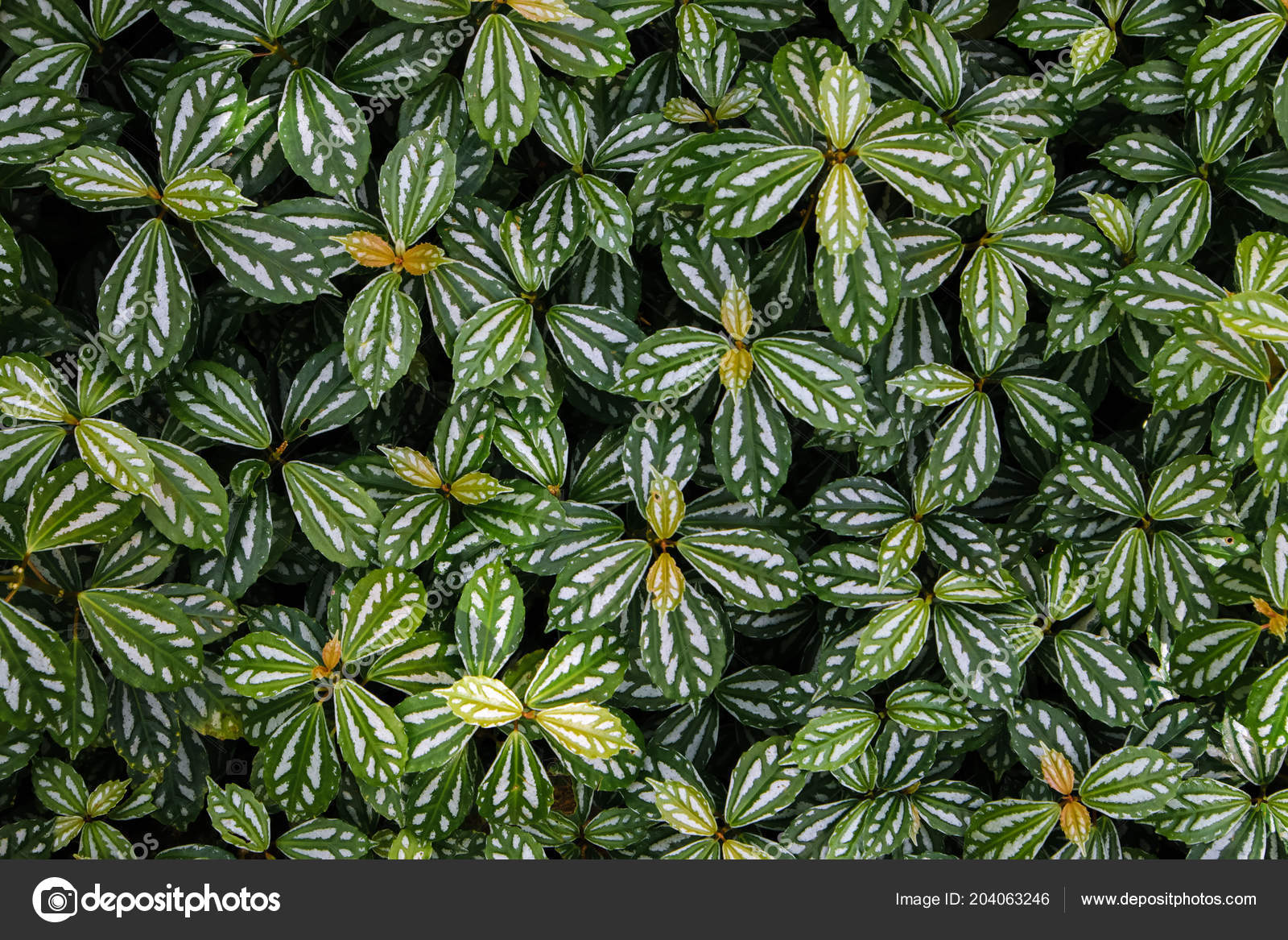 Green Ivy Bush Wall Garden \u2014 Stock Photo © nattapol 204063246