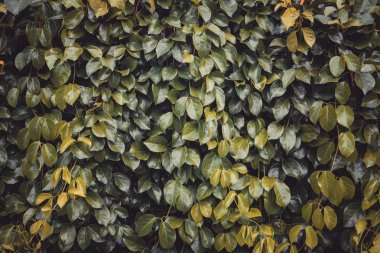 yeşil Ivy bush duvar Bahçe