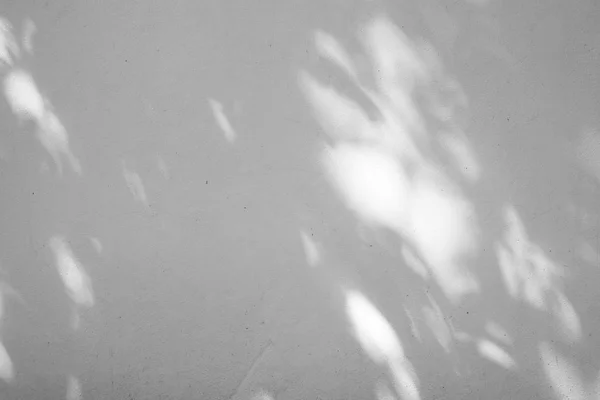 Black White Abstract Background Textuer Shadows Leaf Concrete Wall — Stock Photo, Image