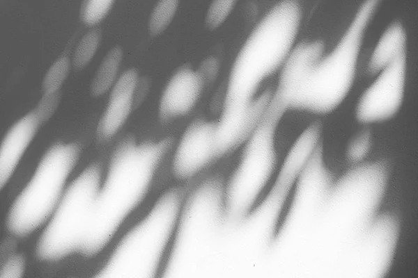 Black White Abstract Background Textuer Shadows Leaf Concrete Wall — Stock Photo, Image