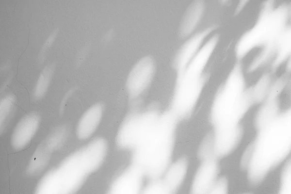 Textuador Fondo Abstracto Blanco Negro Hoja Sombras Una Pared Hormigón — Foto de Stock