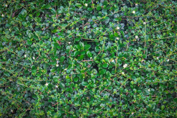 Yeşil Ivy Bush Duvar Bahçe — Stok fotoğraf
