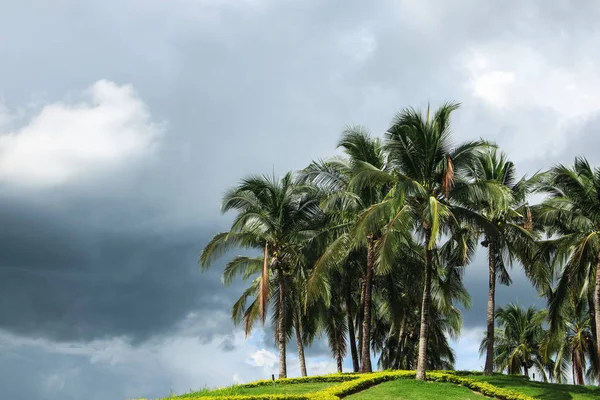 Hindistan Cevizi Palmiyeleri Mavi Gökyüzüne Karşı — Stok fotoğraf