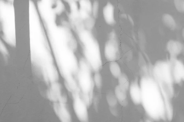 Preto Branco Abstrato Fundo Textuer Sombras Folha Uma Parede Concreto — Fotografia de Stock