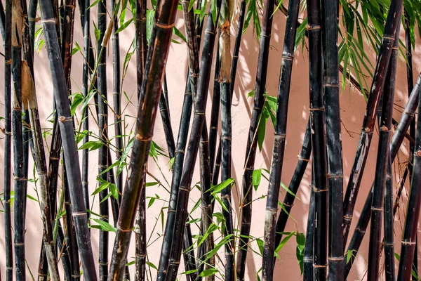 Black Bamboo Background Grade — Stock Photo, Image