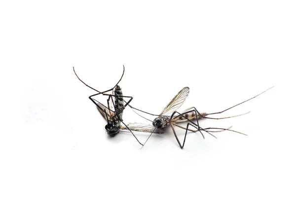 Perigoso Zika Vírus Aedes Aegypti Mosquitos Mortos Fundo Branco — Fotografia de Stock