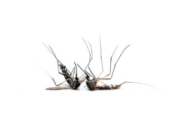 Dangerous Zika virus aedes aegypti Dead mosquitoes on white background clipart