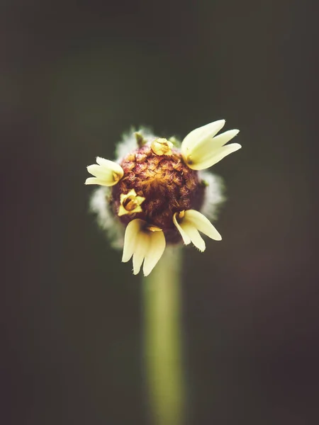 Flores Grama Com Efeito Filtro Estilo Vintage Retro — Fotografia de Stock