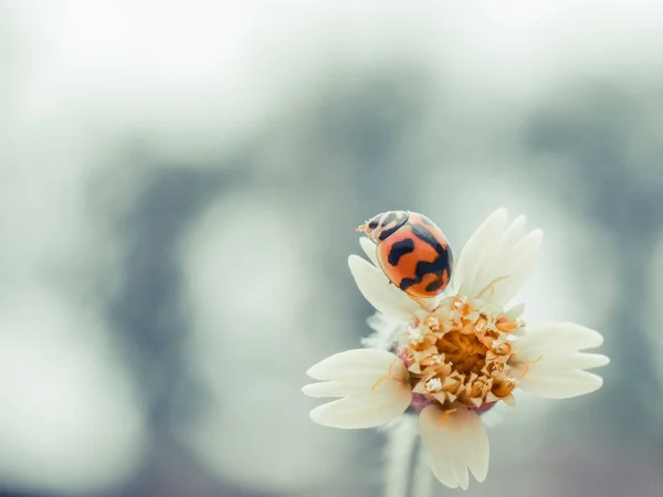 Grasblumen Und Marienkäfer Mit Filtereffekt Retro Vintage Stil — Stockfoto