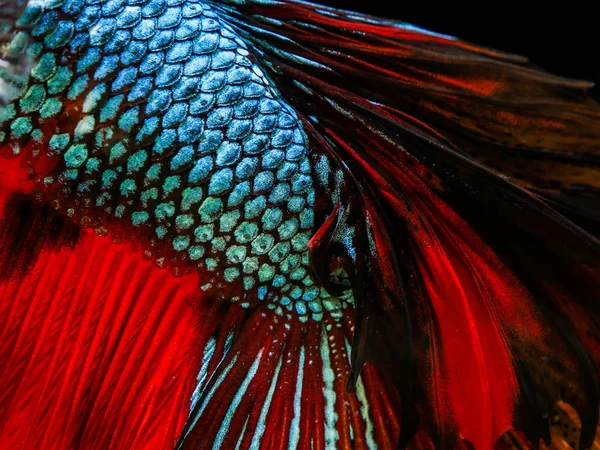 Риба Бетта Ізольована Чорному Фоні — стокове фото