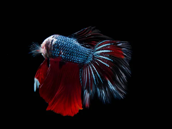 Риба Бетта Ізольована Чорному Фоні — стокове фото