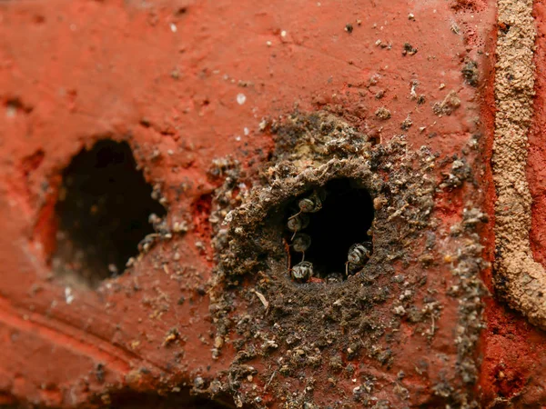 Stingless Bee Jatai Bee Entrance Hive — Stock Photo, Image