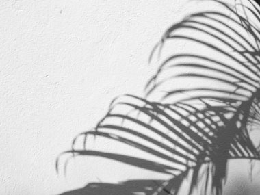 Siyah ve beyaz arka plan textuer gölgeler yaprak beton duvara