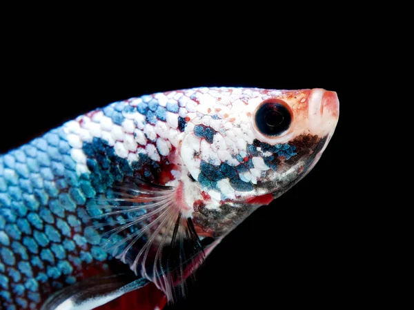 Betta Peixe Isolado Fundo Preto — Fotografia de Stock