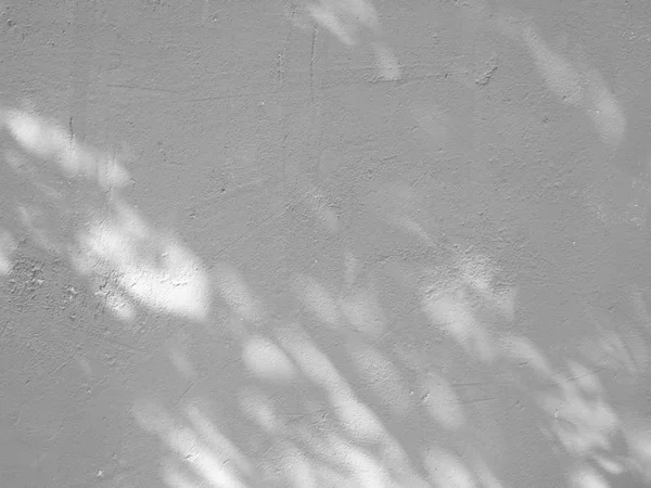 Fond Abstrait Noir Blanc Texteur Ombres Feuille Sur Mur Béton — Photo