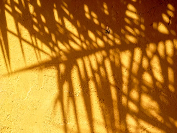 Αφηρημένα Φόντο Υφή Του Φύλλα Σκιές Κίτρινος Τοίχος Από Μπετόν — Φωτογραφία Αρχείου