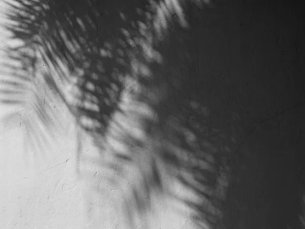 Чорно Білий Абстрактний Фон Текстури Листя Тіней Бетонній Стіні — стокове фото