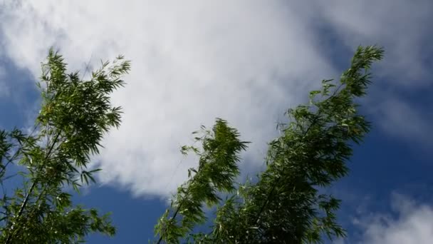 Feuilles Bambou Dans Jardin — Video