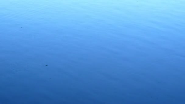 Абстрактный Фон Отражения Воды Ветви Облака Небе Деревья Поверхности Воды — стоковое видео