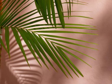 Beton bir duvardaki gölge yaprağının soyut arkaplan dokuyucusu