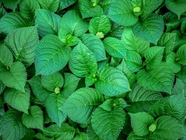  arka plan doku yeşil Ivy bush duvar Bahçe