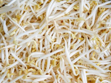 Gıda arka plan doku mung fasulye filiz