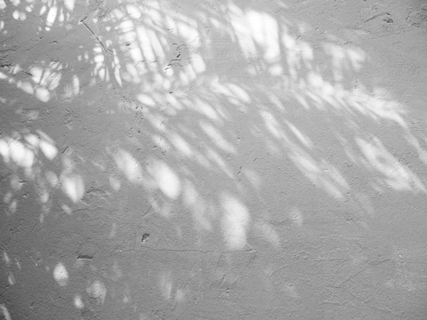 Bianco Nero Astratto Sfondo Textuer Ombra Foglia Muro Cemento — Foto Stock