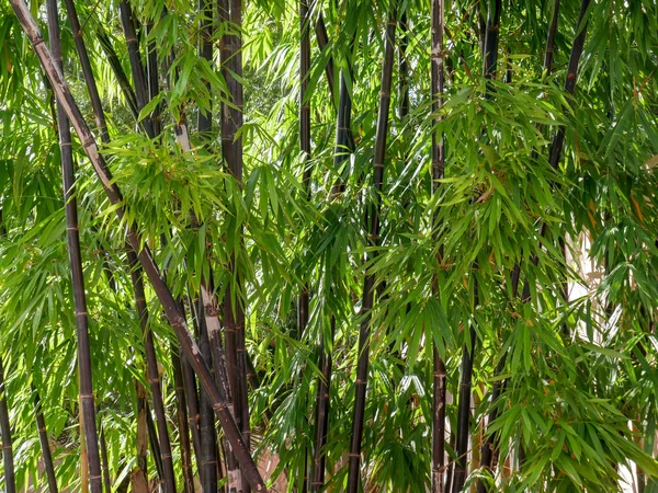 Textura Fundo Árvore Bambu Verde — Fotografia de Stock