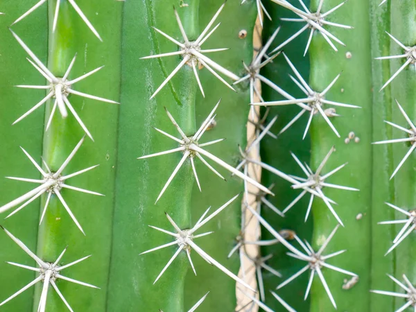 Resumo Fundo Textuer Cacto Planta Suculenta — Fotografia de Stock