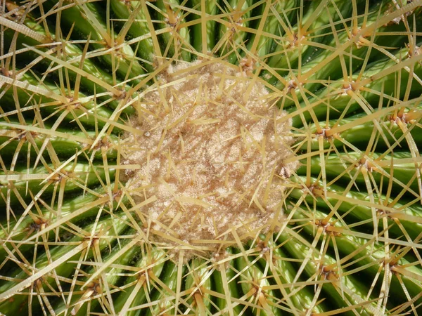 Textuador Abstracto Fondo Planta Suculenta Cactus —  Fotos de Stock