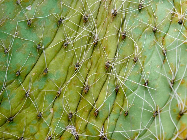 仙人掌的肉质植物的抽象背景 Textuer — 图库照片