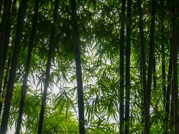 Sfondo Texture Verde Albero Bambù — Foto Stock