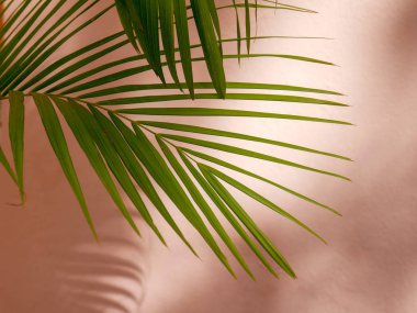 Beton bir duvardaki gölge yaprağının soyut arkaplan dokuyucusu