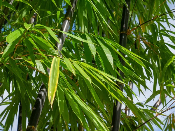 Drzewo Zielony Bambus Tekstura Tło — Zdjęcie stockowe