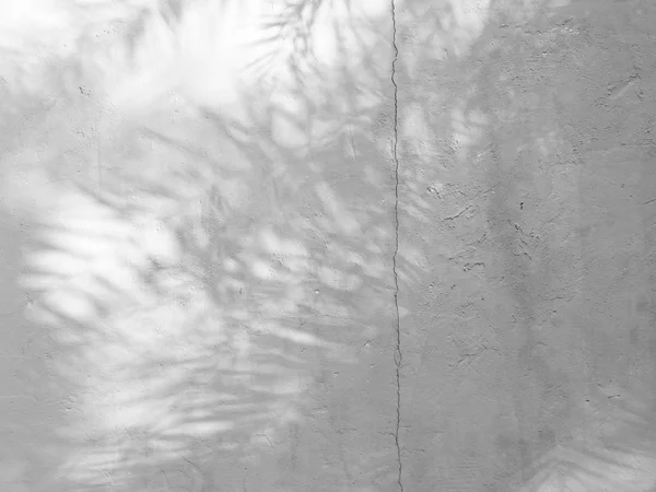 Fond Abstrait Noir Blanc Texteur Ombres Feuille Sur Mur Béton — Photo
